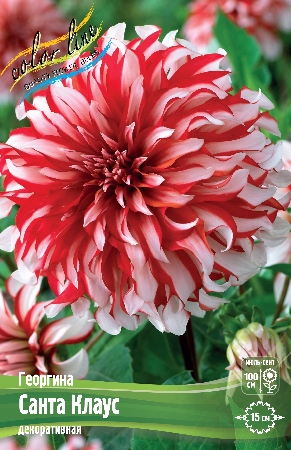 Георгина Санта Клаус 1шт (Колорлайн)