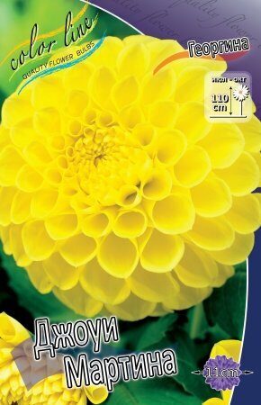 Георгина Джоуи Мартина 1шт (Колорлайн)