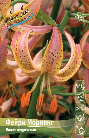 Лилия Фейри Морнинг (Специальный гибрид) 14/16 2шт (Колорлайн)