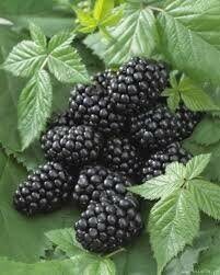 Ежевика Дима (коробка) 1шт (Поиск)