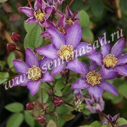 Клематис Эксайтинг (коробка) 1шт (Поиск)