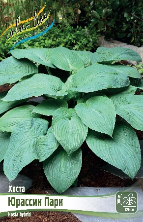 Хоста Юрассик Парк 1шт (Колорлайн)
