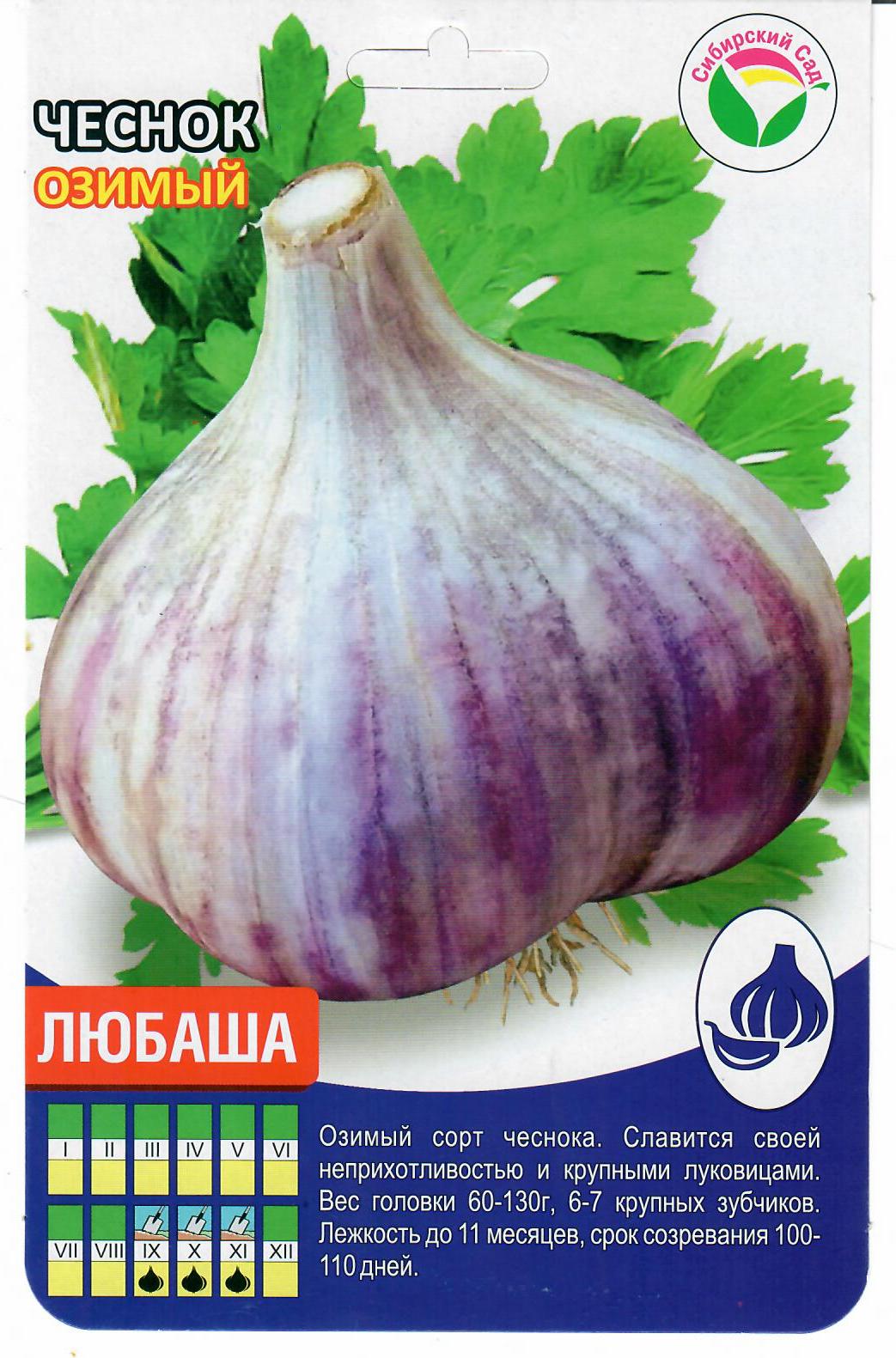 Чеснок Любаша фракция 40+ (УПАКОВКА +/-0.5кг) (Сиб сад)