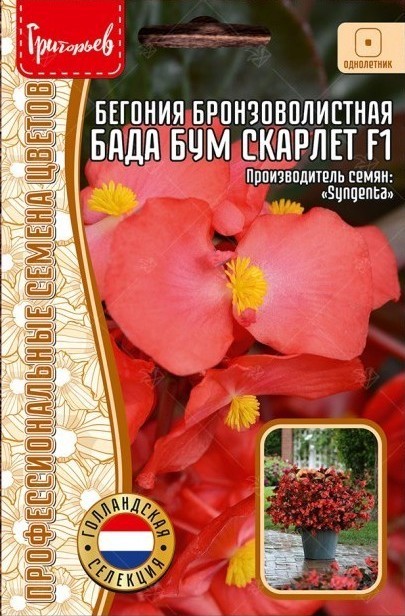 Бегония Бада Бум Скарлет F1 бронзоволистная однолетник 7шт (Ред.Сем)