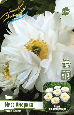 Пион Мисс Америка 2/3 1шт (Колорлайн)