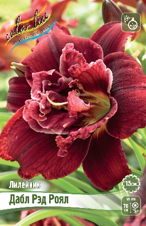 Лилейник Дабл Рэд Роял 1шт (Колорлайн)