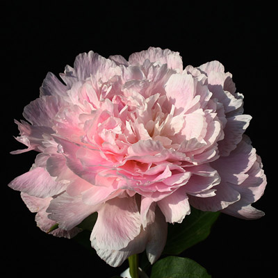 Пион Печер 2/3 1шт (Поиск)