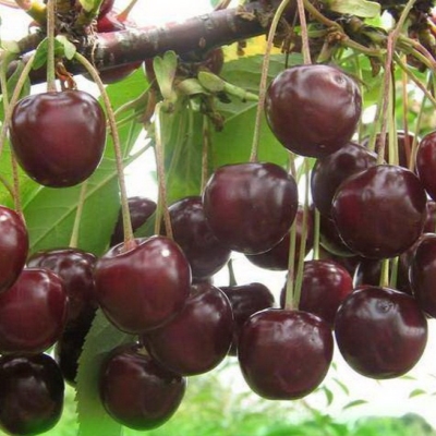 Вишня Жуковская обыкновенная (саженец с этикеткой) 1шт (Сиб Сад)