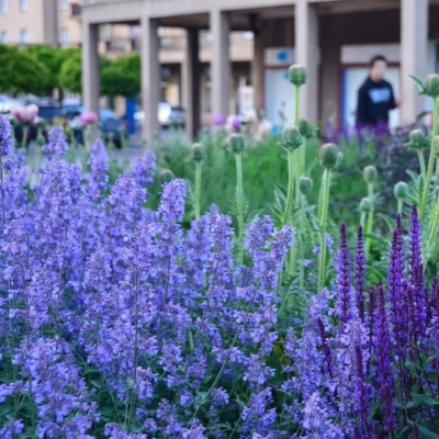 Котовник Феликс 1шт (Поиск)