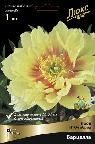 Пион Барцелла (ИТО) 2/3 1шт (Поиск)