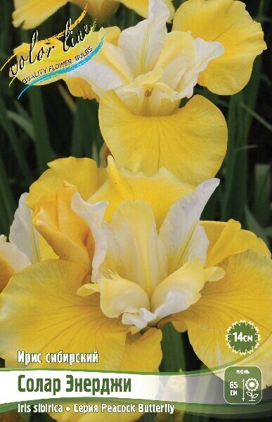 Ирис Солар Энерджи (Сибирский) 1шт (Колорлайн)