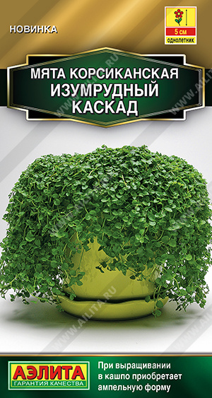 Мята Изумрудный каскад корсиканская 3шт (Аэлита)