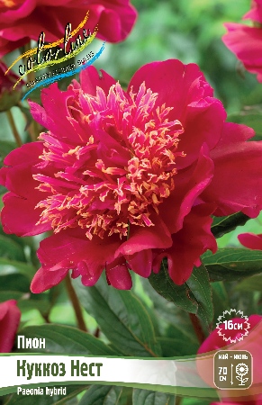 Пион Куккоз Нест 2/3 1шт (Колорлайн)