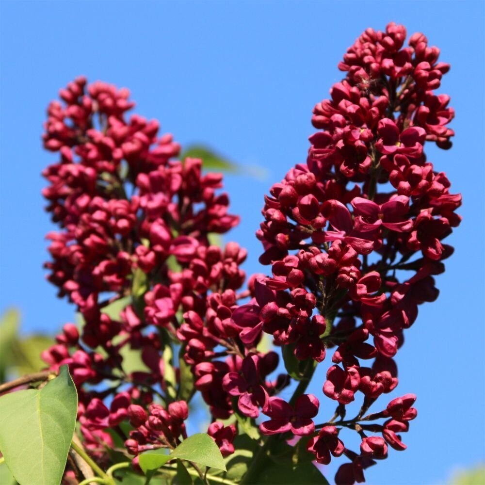 Сирень Красная Москва 1шт (Поиск)