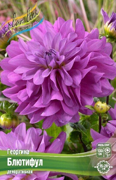 Георгина Блютифул 1шт (Колорлайн)