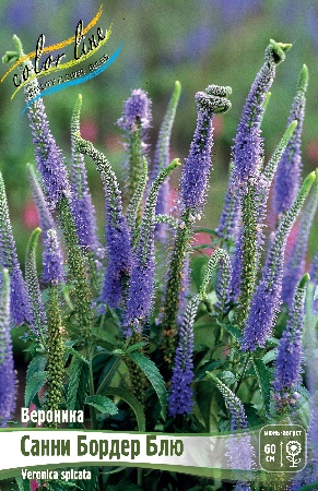 Вероника Санни Бордер Блю 1шт (Колорлайн)