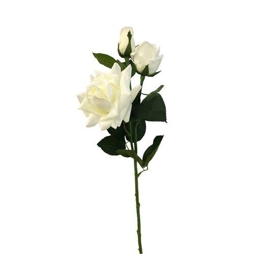 Роза крупная 75см 3 бутона (Сиб Сад)