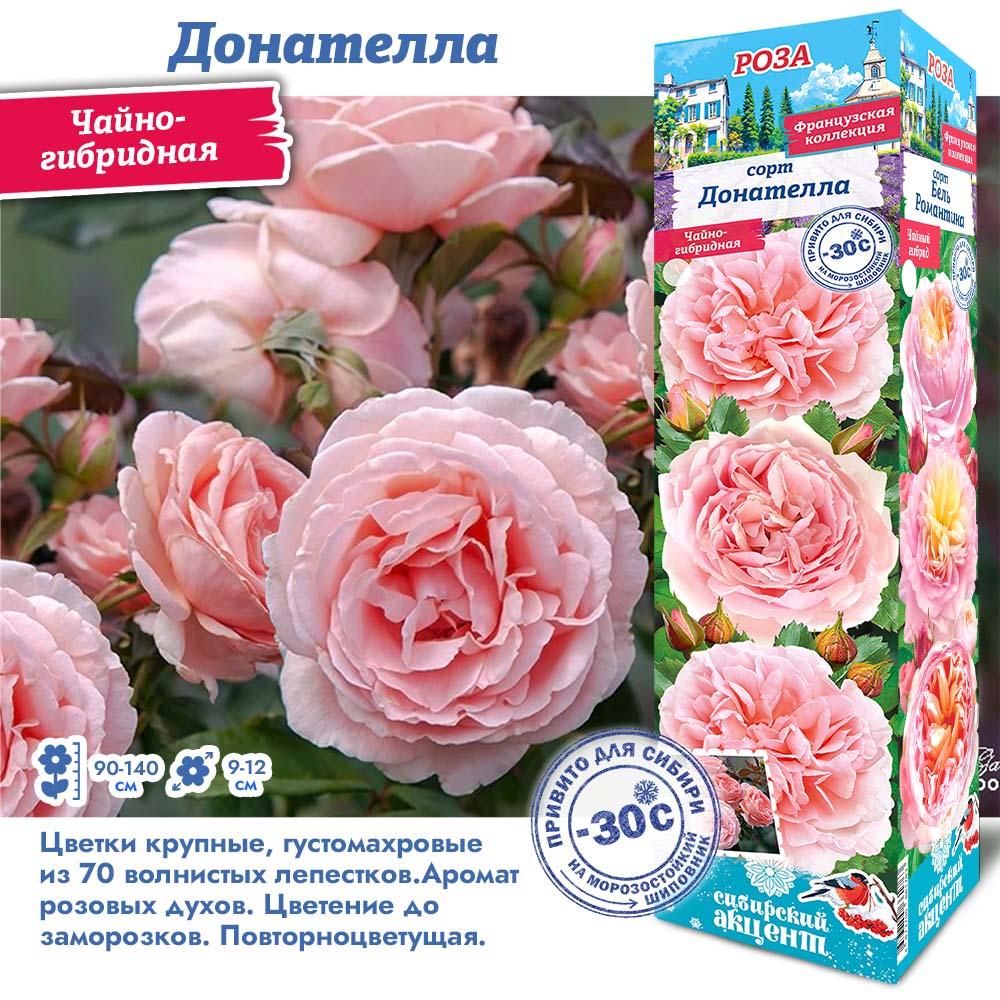 Роза Донателла (Чайно-гибридная) 1шт (Сиб сад)