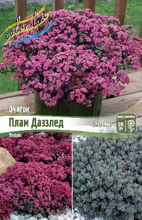 Очиток Даззлберри *SunSparkler 1шт (Колорлайн)