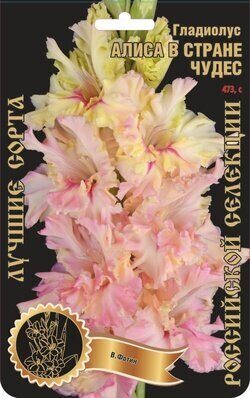 Гладиолус Алиса в стране чудес 471,Фотин Экстра 1шт (Ф)