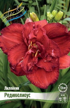 Лилейник Редикюлиоус 1шт (Колорлайн)