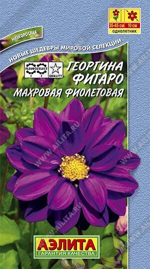 Георгина Фигаро фиолетовая низкорослая 7шт (Аэлита)