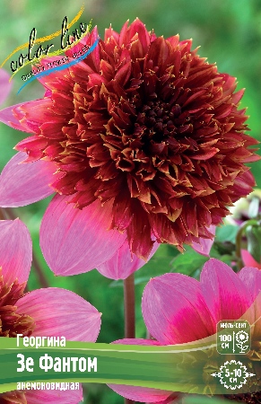 Георгина Зе Фантом 1шт (Колорлайн)