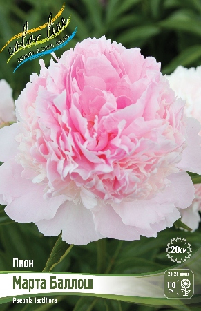 Пион Марта Баллош 2/3 1шт (Колорлайн)