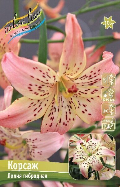 Лилия Корсаж (Специальный гибрид) 12/14 1шт (Колорлайн)