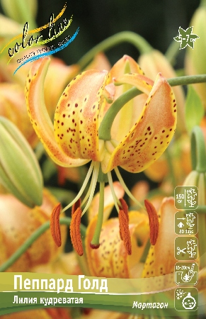 Лилия Пеппард Голд (Специальный гибрид) 14/16 2шт (Колорлайн)