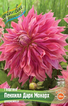 Георгина Пенхилл Дарк Монарх 1шт (Колорлайн)