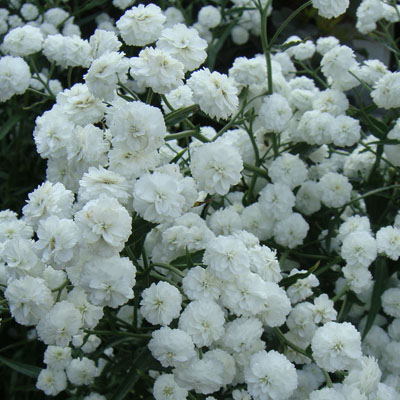 Гипсофила Бристол Фэйри 1шт (Поиск)