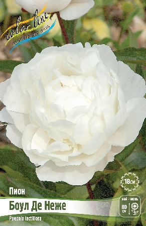 Пион Боул Де Неже 3/5 1шт (Колорлайн)