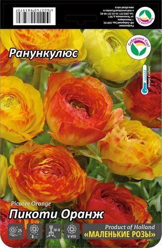 Ранункулюс Пикоти Оранж 6/7 15шт (Сиб сад)