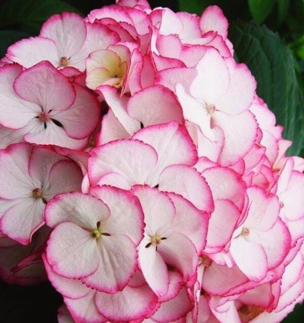 Гортензия Сабрина (Крупнолистовая) 1шт (Поиск)