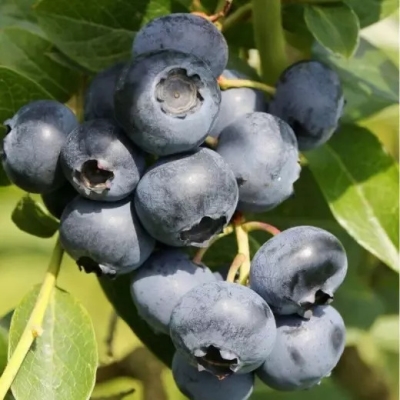 Голубика Поларис (коробка) 1шт (Поиск)