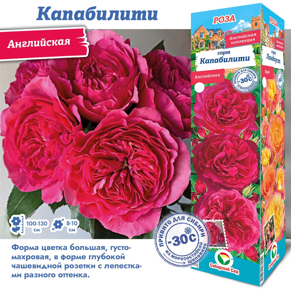 Роза Капабилити (Английская) 1шт (Сиб сад)