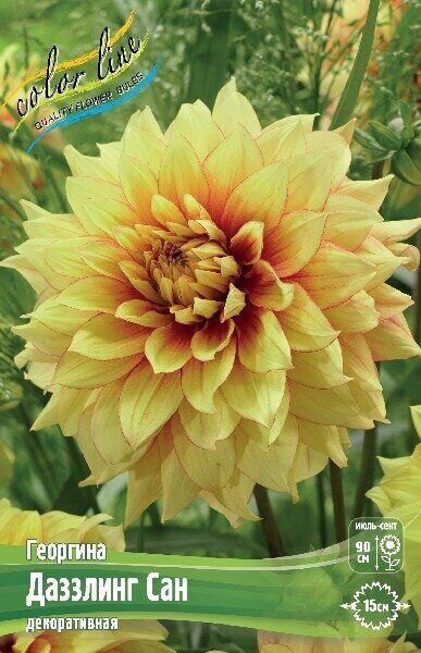 Георгина Даззлинг Сан 1шт (Колорлайн)