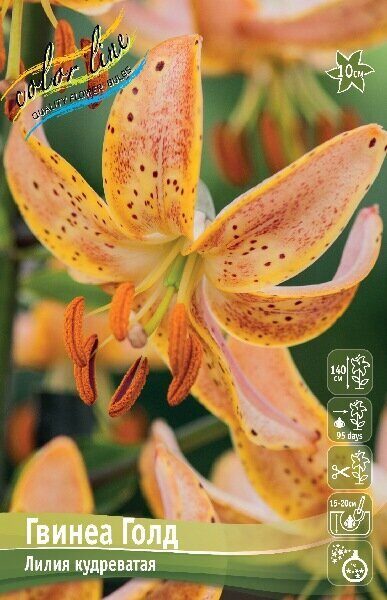 Лилия Гвинеа Голд (Специальный гибрид) 14/16 2шт (Колорлайн)