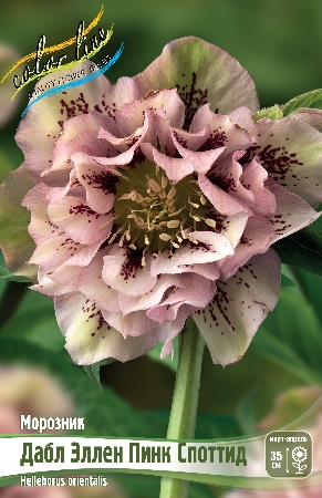 Морозник Дабл Эллен Пинк Споттид 1шт (Колорлайн)