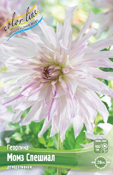 Георгина Момз Спешиал 1шт (Колорлайн)