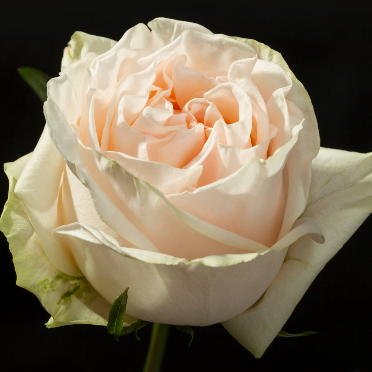 Роза Гарден Спирит (Чайно-гибридная) 1шт (Сиб сад)