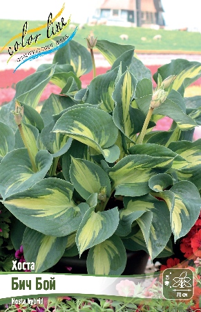 Хоста Бич Бой 1шт (Колорлайн)