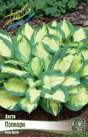 Хоста Попкорн 1шт (Колорлайн)