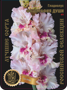 Гладиолус Фотография Души 473,Фотин Экстра 1шт (Ф)