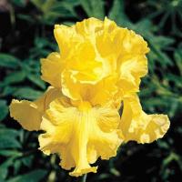 Ирис Голден Эппл (Германский) 1шт (Поиск)