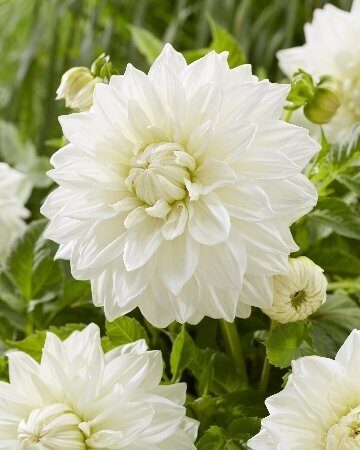 Георгина Буллз Прайд 1шт (Колорлайн)