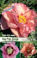 Пион Олд Роуз Денди (ИТО) 2/3 1шт (Колорлайн)