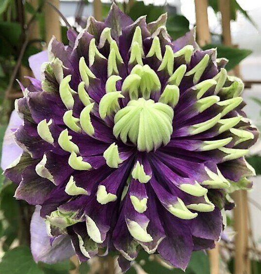 Клематис Тайга (коробка) 1шт (Поиск)