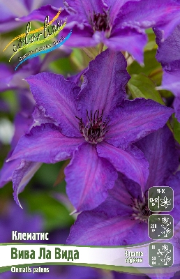 Клематис Вива ла Вида 1шт (Колорлайн)